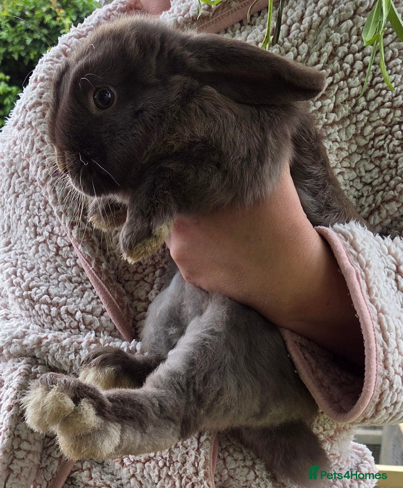 Mini Lop rabbits Chocolate buck - Advert 16