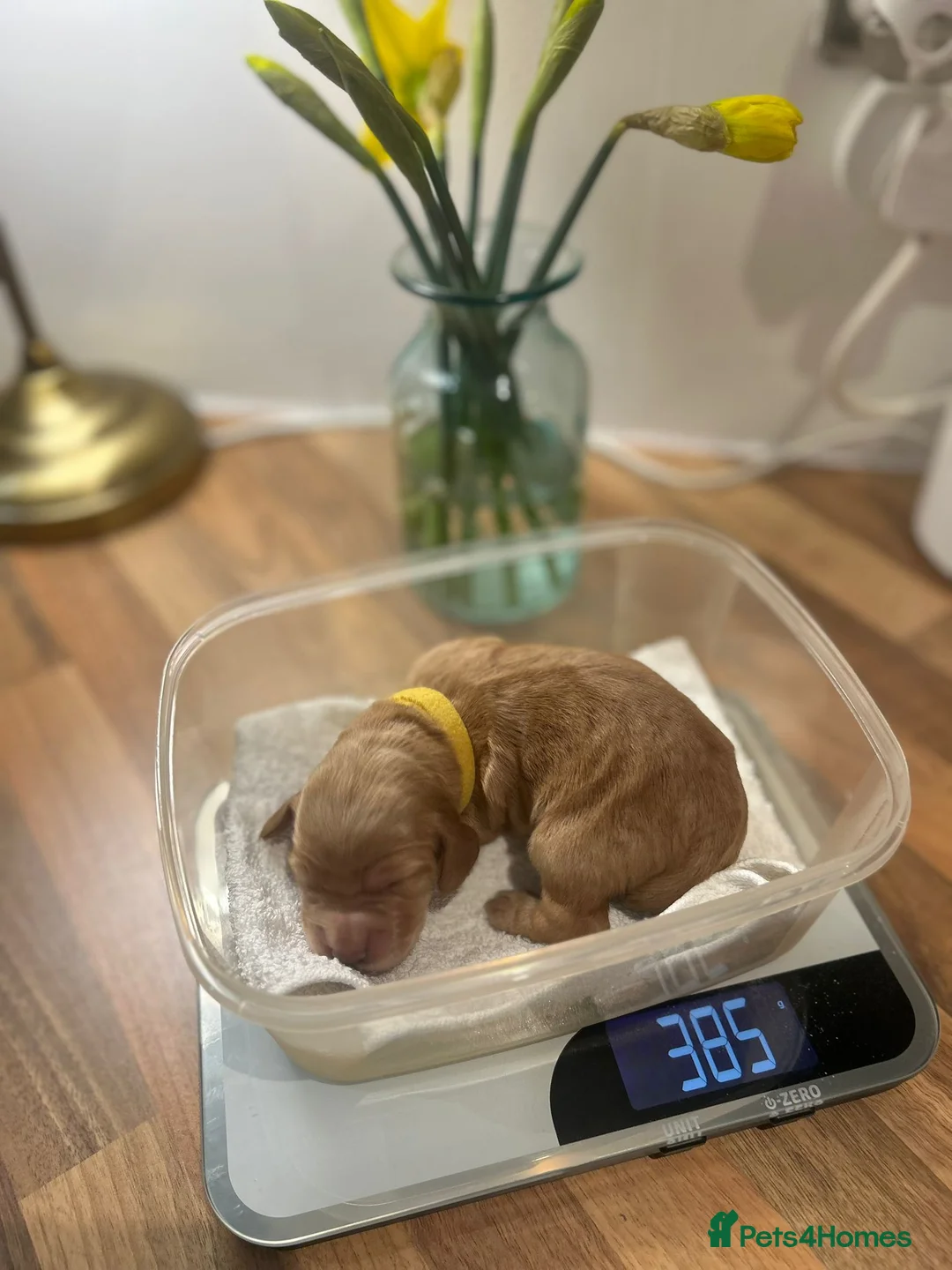 Cocker Spaniel dogs for sale: Stunning Red Kc Working Cocker Spaniels   - Advert 10