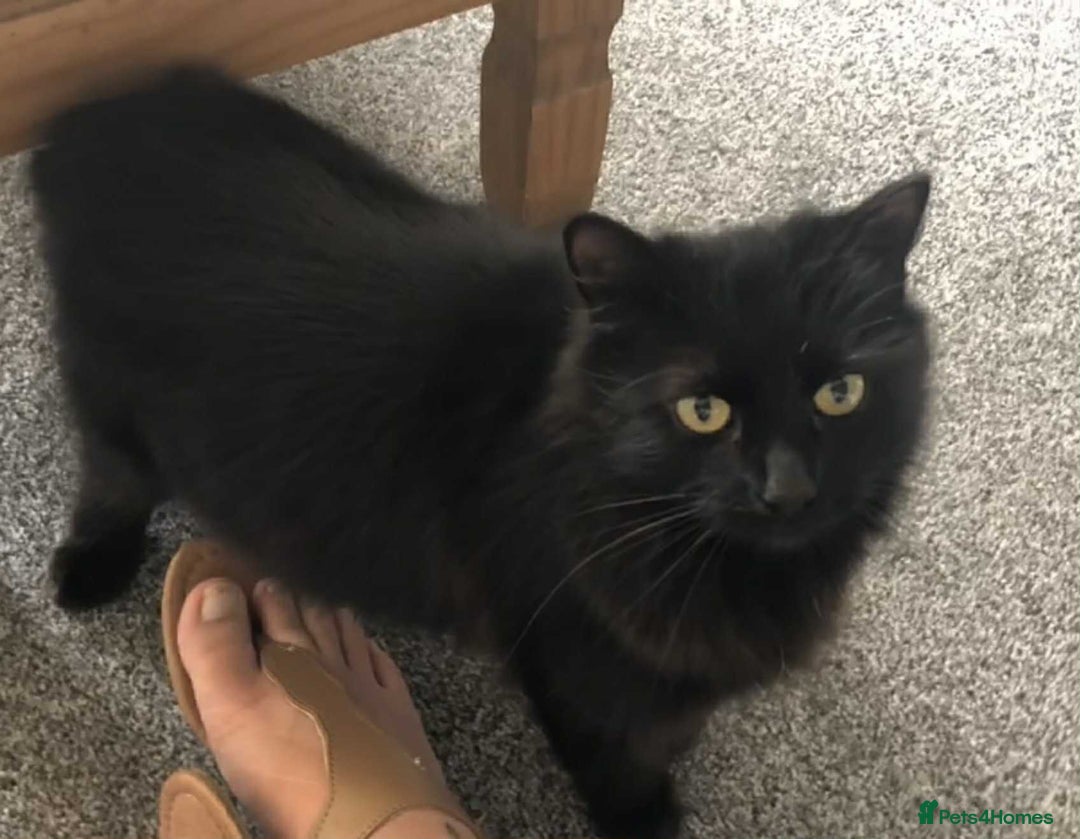 Mixed Breed cats for sale: 3 tabby kittens for sale  - Image 1