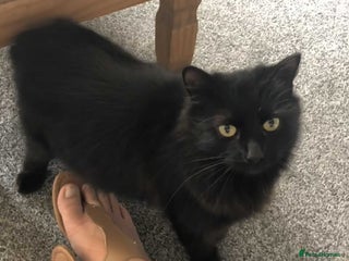 Mixed Breed cats - Advert 31