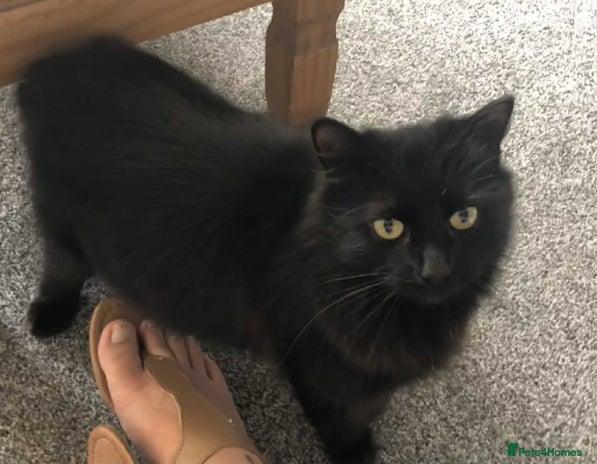 Mixed Breed cats - Advert 3