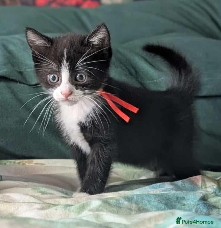 Domestic Shorthair cats Domestic Shorthair Kittens - Advert 1