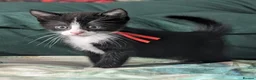 Domestic Shorthair cats for sale: Domestic Shorthair Kittens - Advert 9