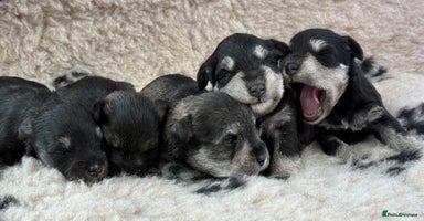 Miniature Schnauzer dogs - Advert 13