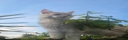 Maine Coon cats for sale: Beautiful Mainecoon kittins to sale - Advert 16