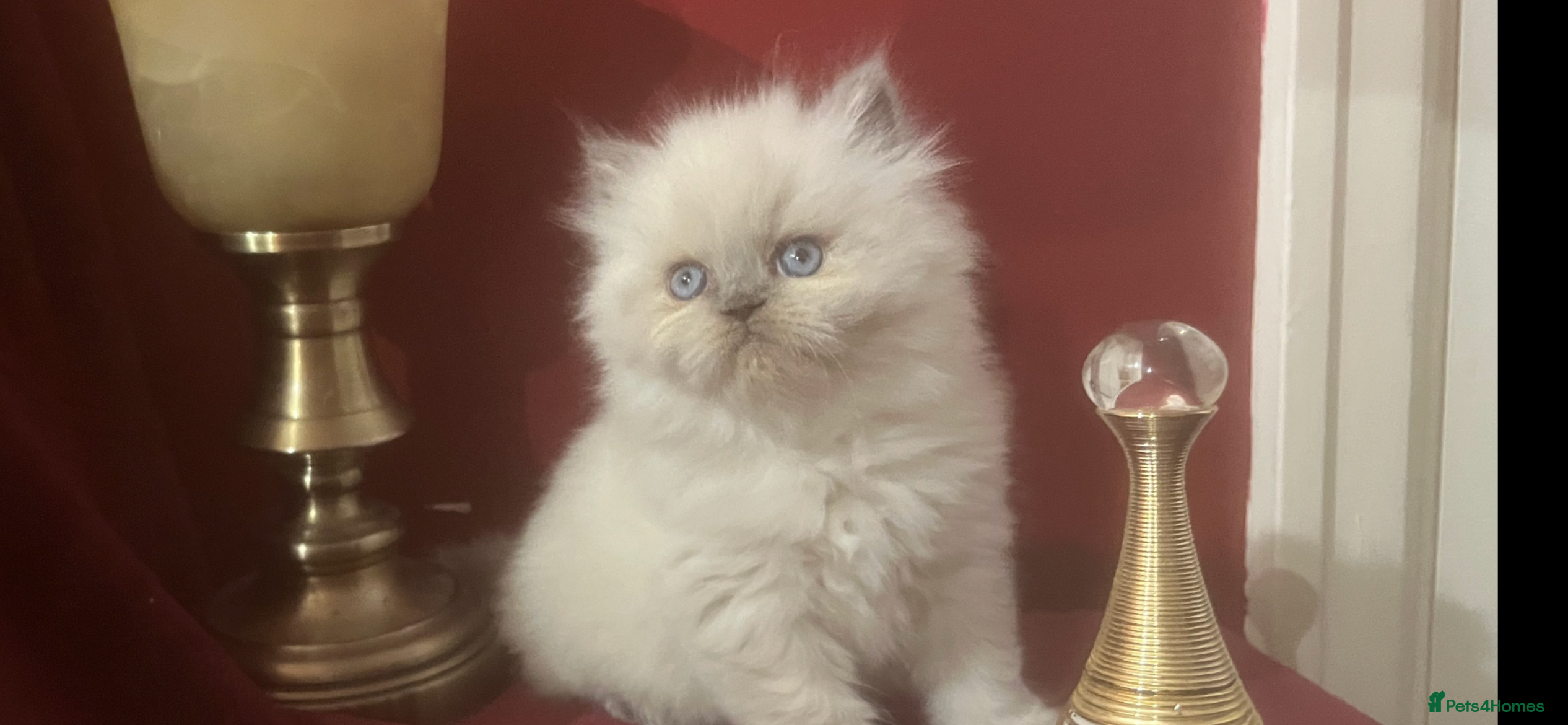 Persian cats LAST  GIRL LEFT.  READY 9TH JAN)  - Advert 3