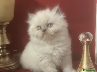 Persian cats LAST GIRL LEFT. READY 9TH JAN) - Advert 3