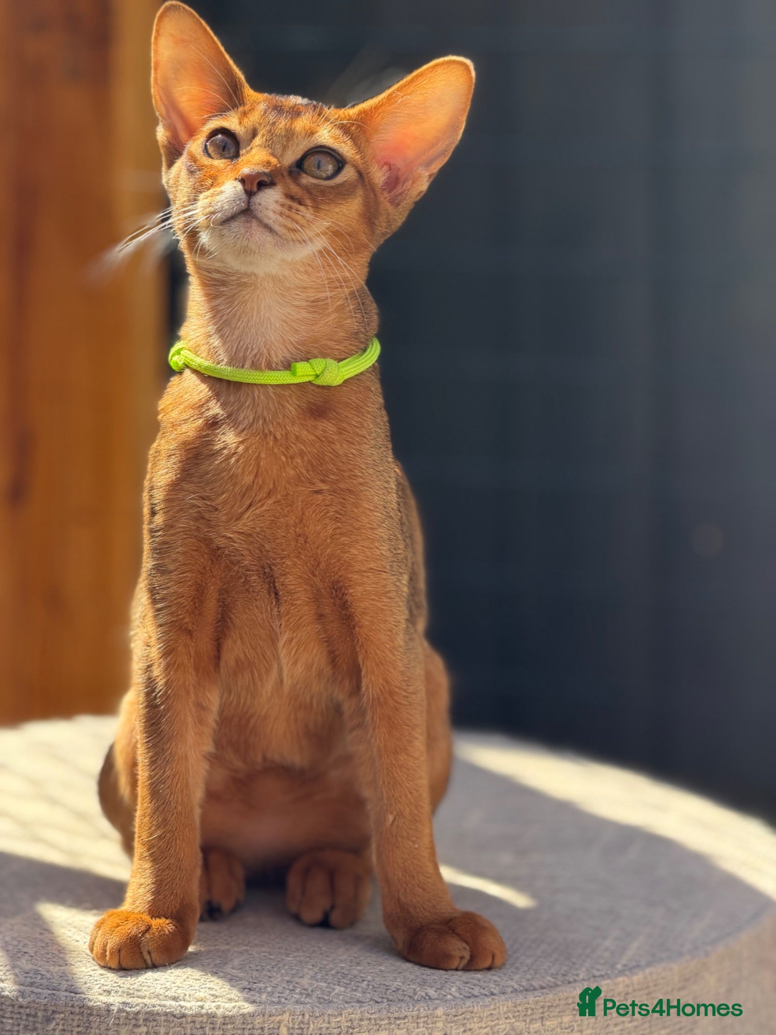 Abyssinian cats Pure breed Abyssinian kitten GCCF registered  - Advert 1
