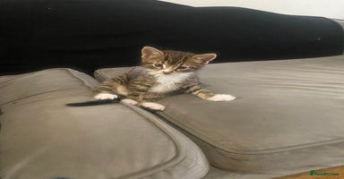 Mixed Breed cats - Advert 8