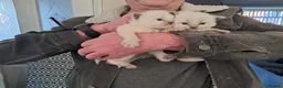 Ragdoll cats for sale: Pute bred Bluepoint ragdoll kittens - Advert 5