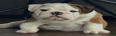 Milo