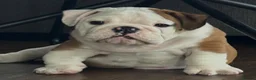 English Bulldog dogs for sale: Charming PURE English Bulldogs - 2 Boys & 1 Girl - Advert 4