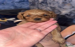 Cavapoo dogs for sale: Adorable cavapoo puppies for sale  - Advert 6