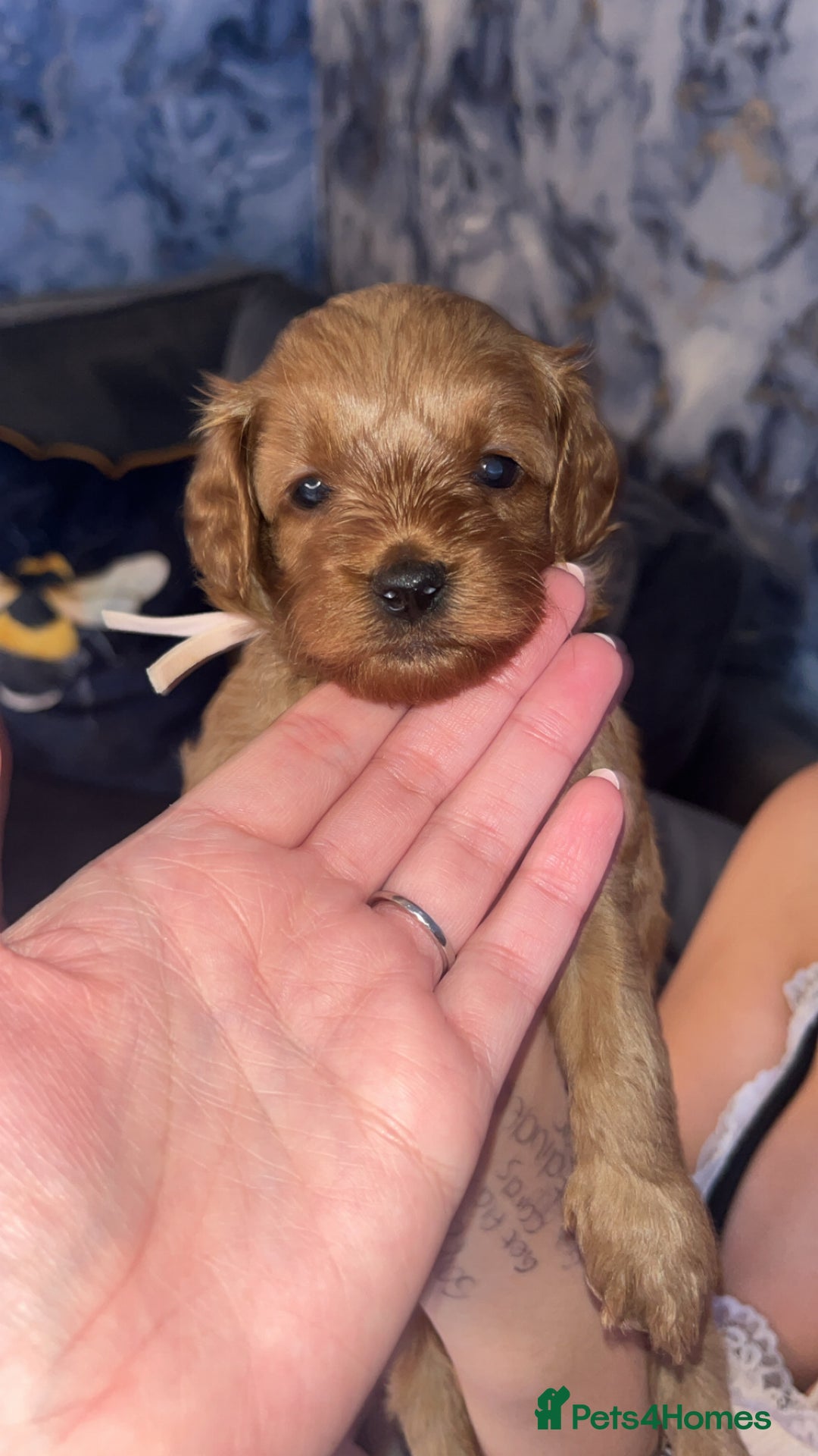 Cavapoo dogs for sale: Adorable cavapoo puppies for sale  - Advert 6