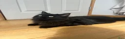 Ragcoon cats for sale: REHOMING NEEDED STUNNING RAGCOON - Advert 4