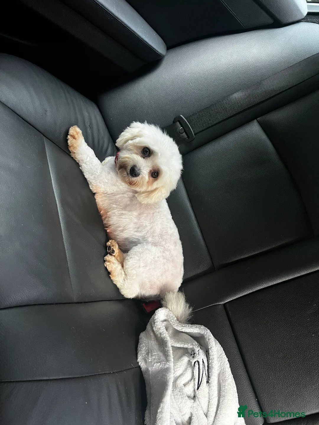Cavachon dogs for sale: Loulou  - Advert 3