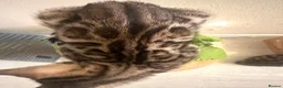 Bengal cats for sale: Beautiful pure bengal girl looking for new home  - Advert 13