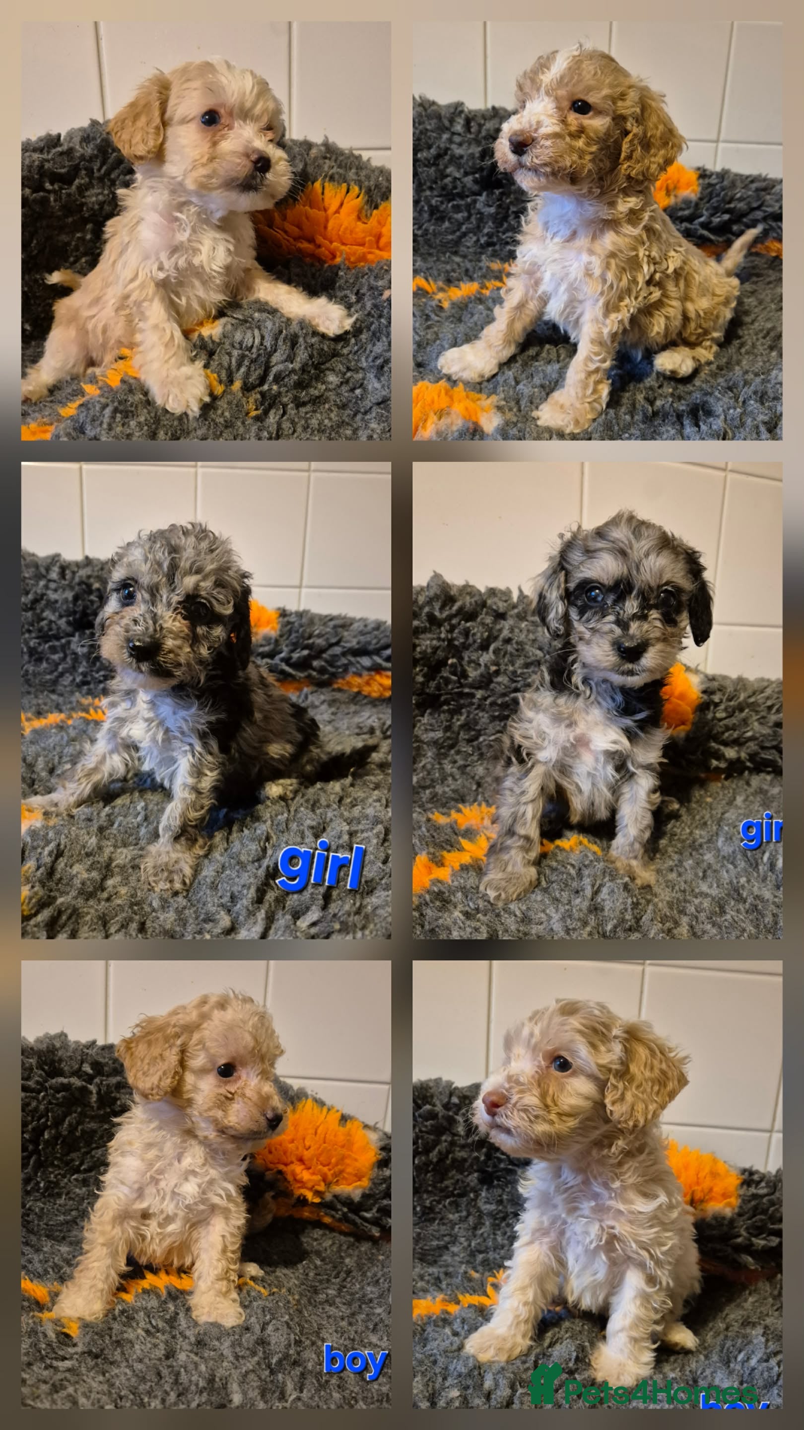 Cockapoo dogs F1B Cockapoo babies - ready start jan - Advert 1