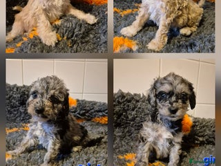 Cockapoo dogs F1B Cockapoo babies - ready start jan - Advert 1