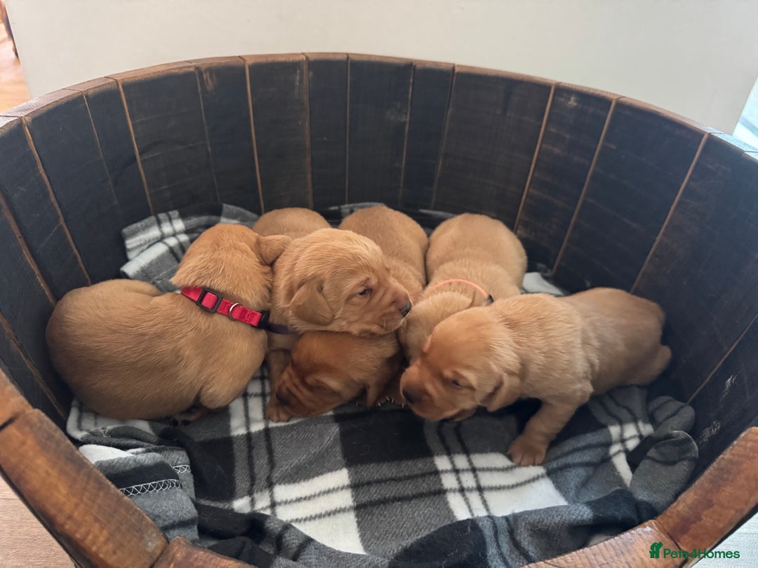 Labrador Retriever dogs for sale: Fox red Labrador puppy’s  - Image 5