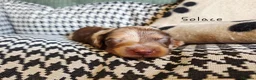Miniature Dachshund dogs for sale: Stunning KC Registered Longhaired Mini Dachshunds - Advert 16
