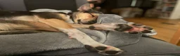 Mixed Breed dogs for adoption: ❤️🐶 ILO – HER BEST YEARS ARE STILL AHEAD in Croydon - Advert 9