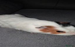 Guinea Pig rodents for sale: 4 baby girl guinea pigs and 1 boy - Image 10