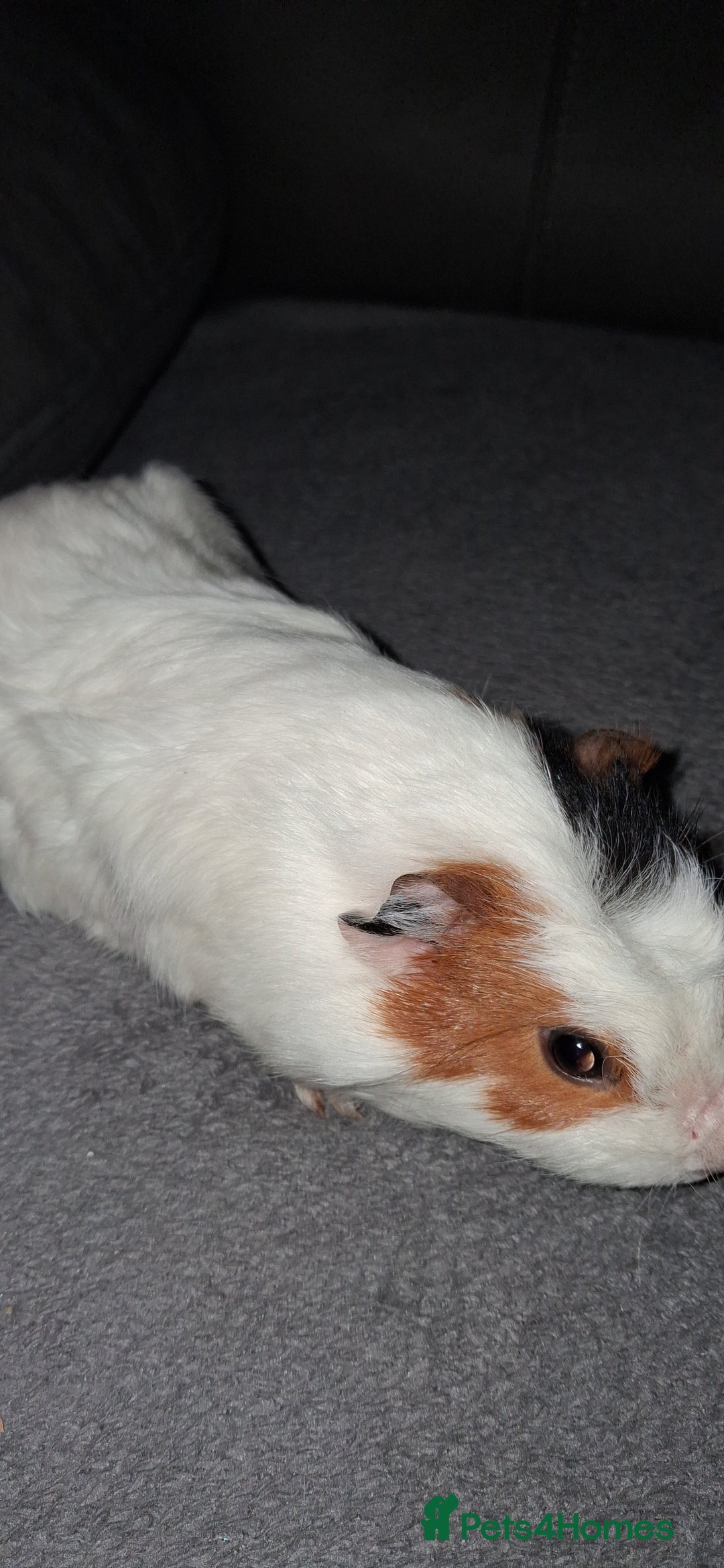 Guinea Pig rodents for sale: 4 baby girl guinea pigs and 1 boy - Image 10