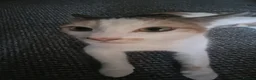 Mixed Breed cats for sale: Kittens  - Advert 2
