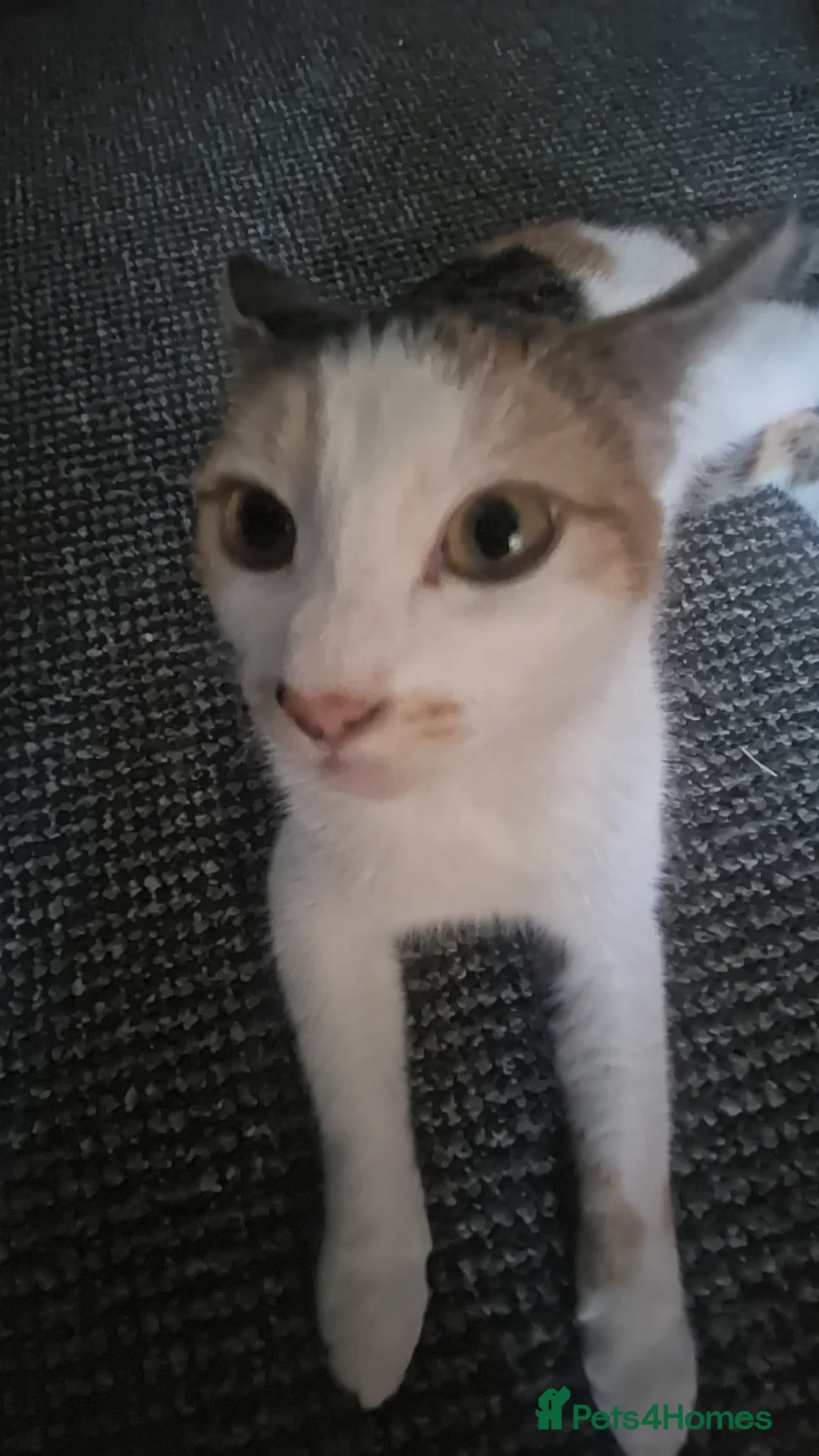 Mixed Breed cats for sale: Kittens  - Advert 2