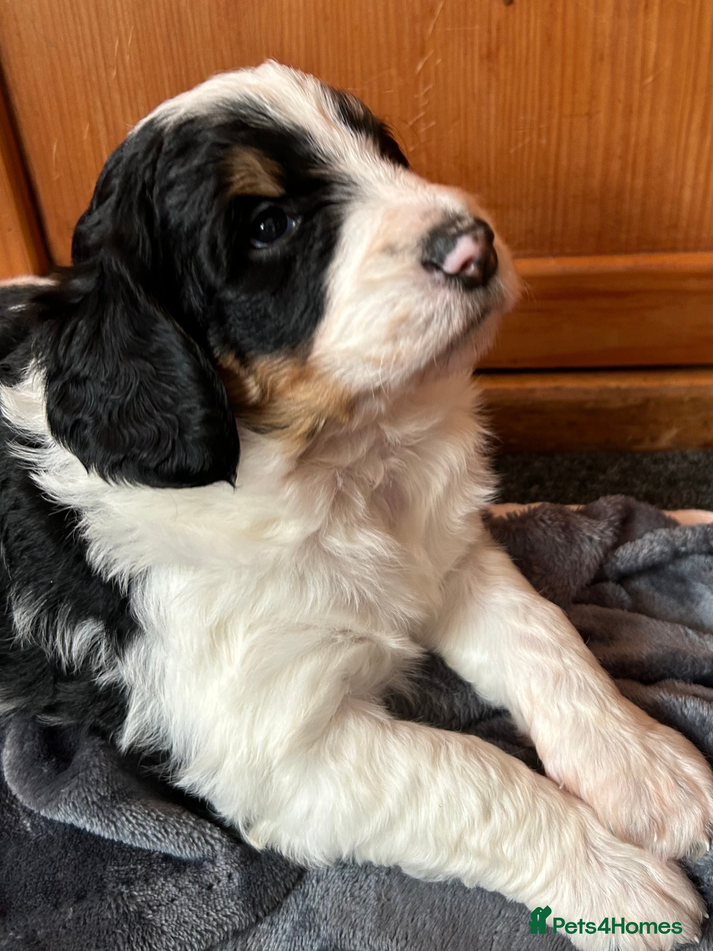 Bernedoodle dogs Beautiful Bernedoodles - Advert 4