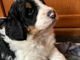 Bernedoodle dogs Beautiful Bernedoodles - Advert 1