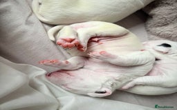 English Bull Terrier dogs for sale: Adorable English Bull Terrier Puppies - Image 14