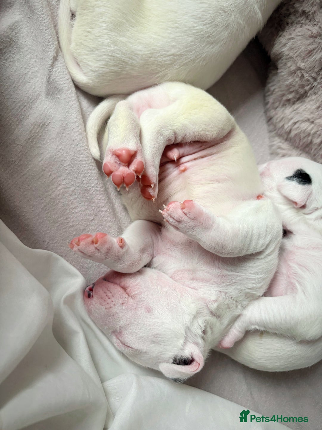 English Bull Terrier dogs for sale: Adorable English Bull Terrier Puppies - Image 14