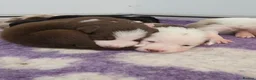 Border Collie dogs for sale: Border collie puppies - Advert 8
