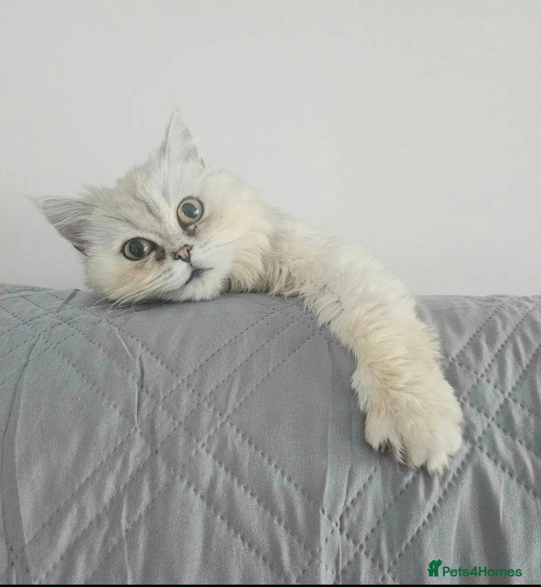 Persian cats for sale: Kitten Half Persian and Half Chinchilla Himilayan in Prescot - Advert 4