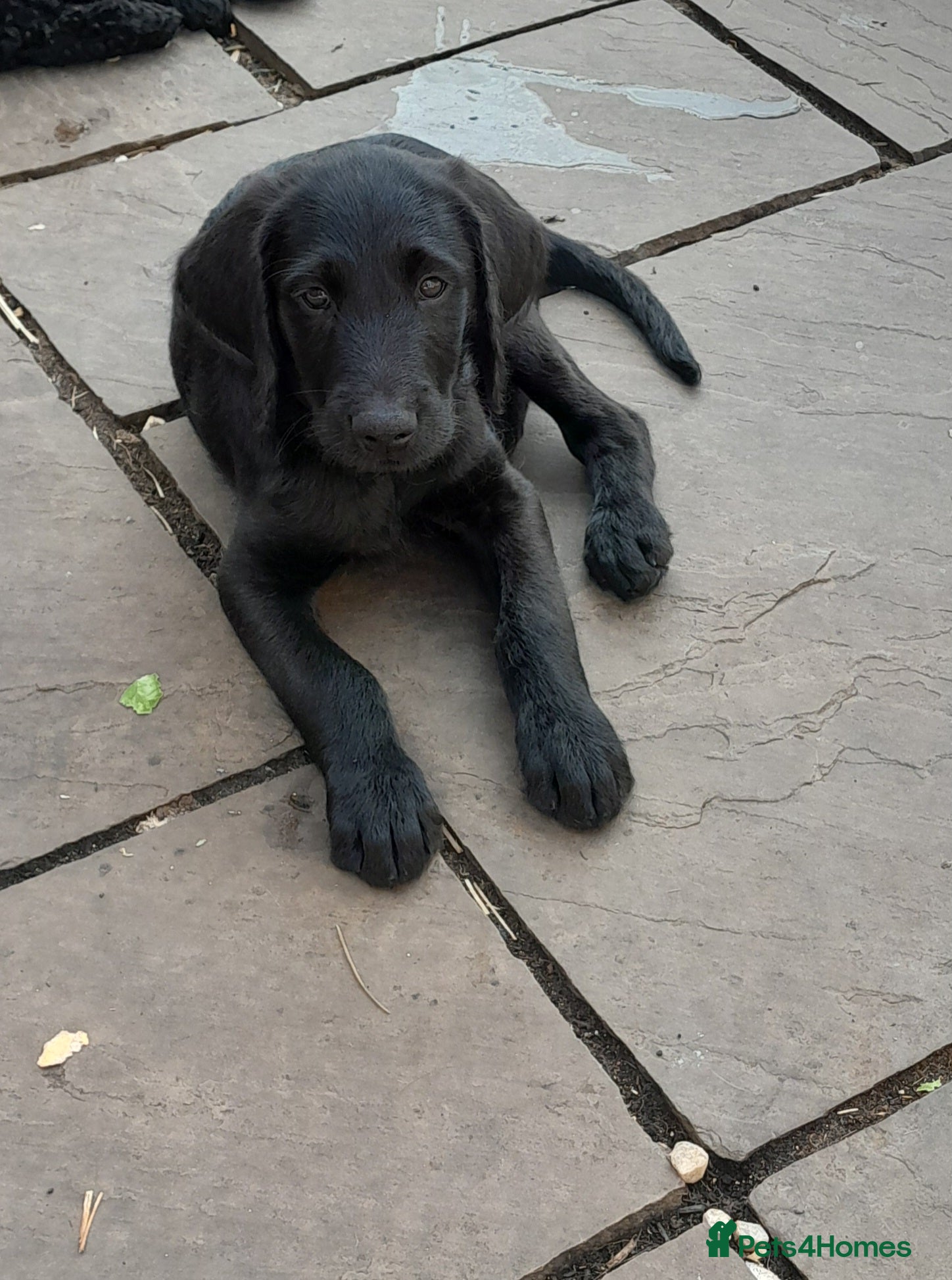 Goldendoodle Puppy 4
