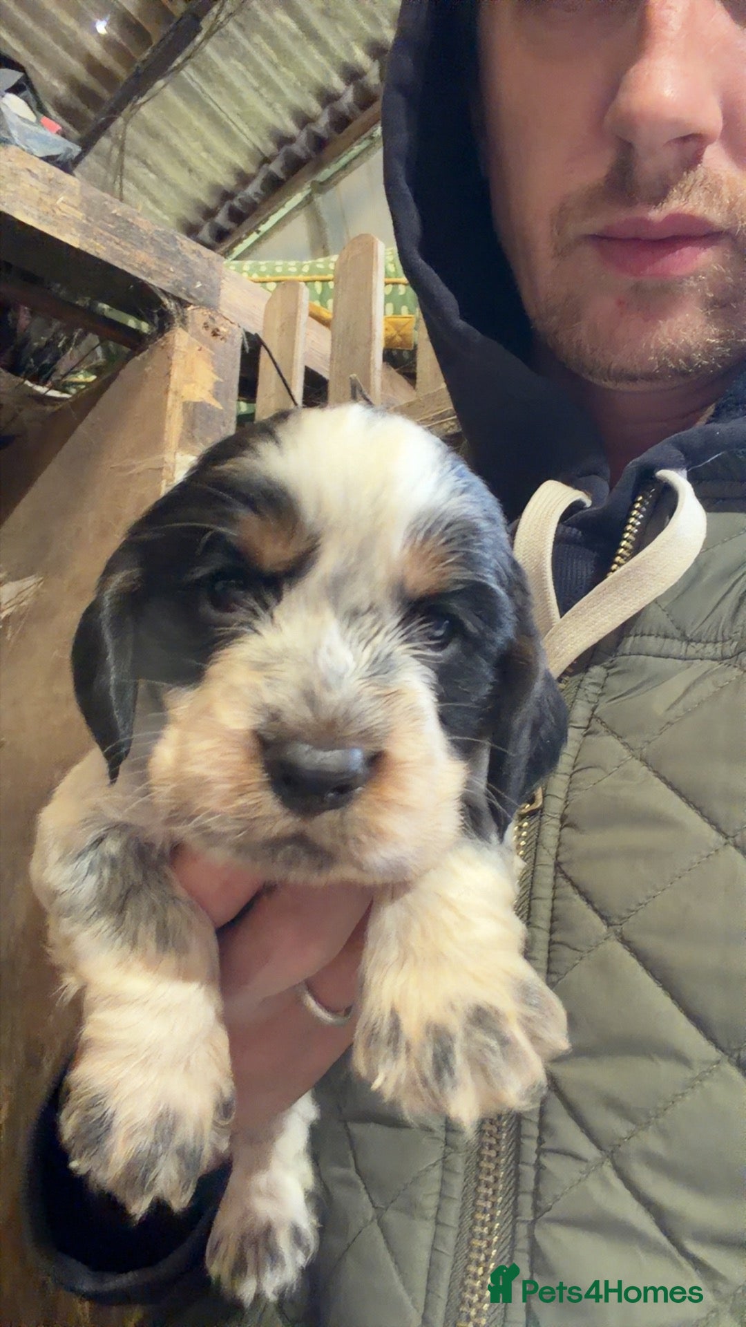 Cocker Spaniel dogs Cocker spaniel puppies 2 boys 2 girls left  - Advert 1