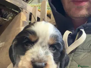 Cocker Spaniel dogs Cocker spaniel puppies 2 boys 1 girls left - Advert 4