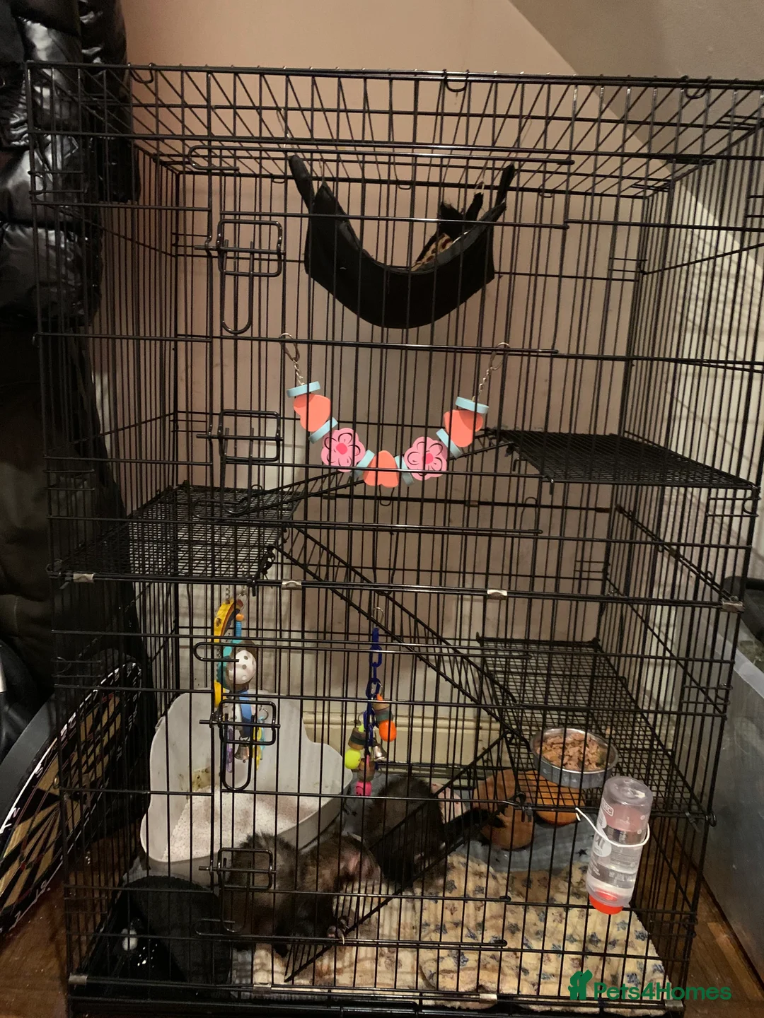 Ferret rodents for sale: 2 female ferrets Narla and Moon for rehoming  - Advert 8