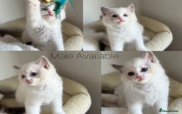 Ragdoll cats for sale: Fluffy  Ragdolls Kittens Ready to Go ✨ - Image 1