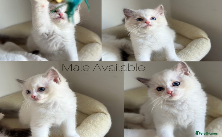 Ragdoll cats - Advert 1