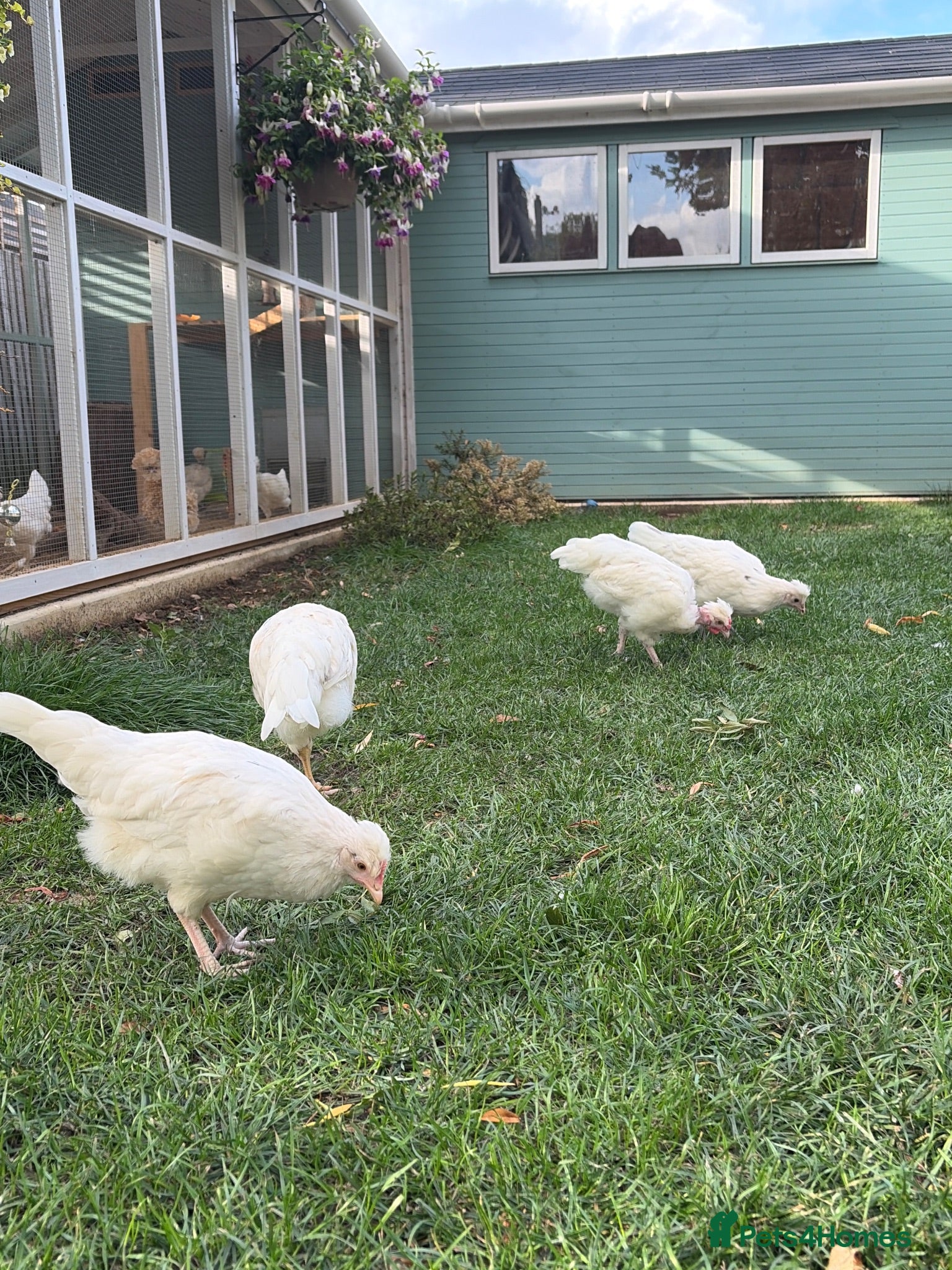 Chickens poultry Point of lay leghorn x naked neck - Advert 3