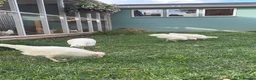 Chickens poultry for sale: Point of lay leghorn x naked neck - Advert 1