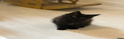 Maine Coon cats for sale: 👑Royal MaineCoon Girls TICA Champion Bloodline!👑 - Advert 18