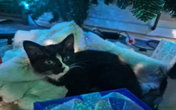 Mixed Breed cats for sale: 2 lovely black and white kittens with socks - Advert 4
