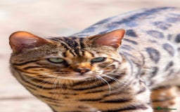 Bengal cats for sale: Stunning Bengal kittens  - Image 9