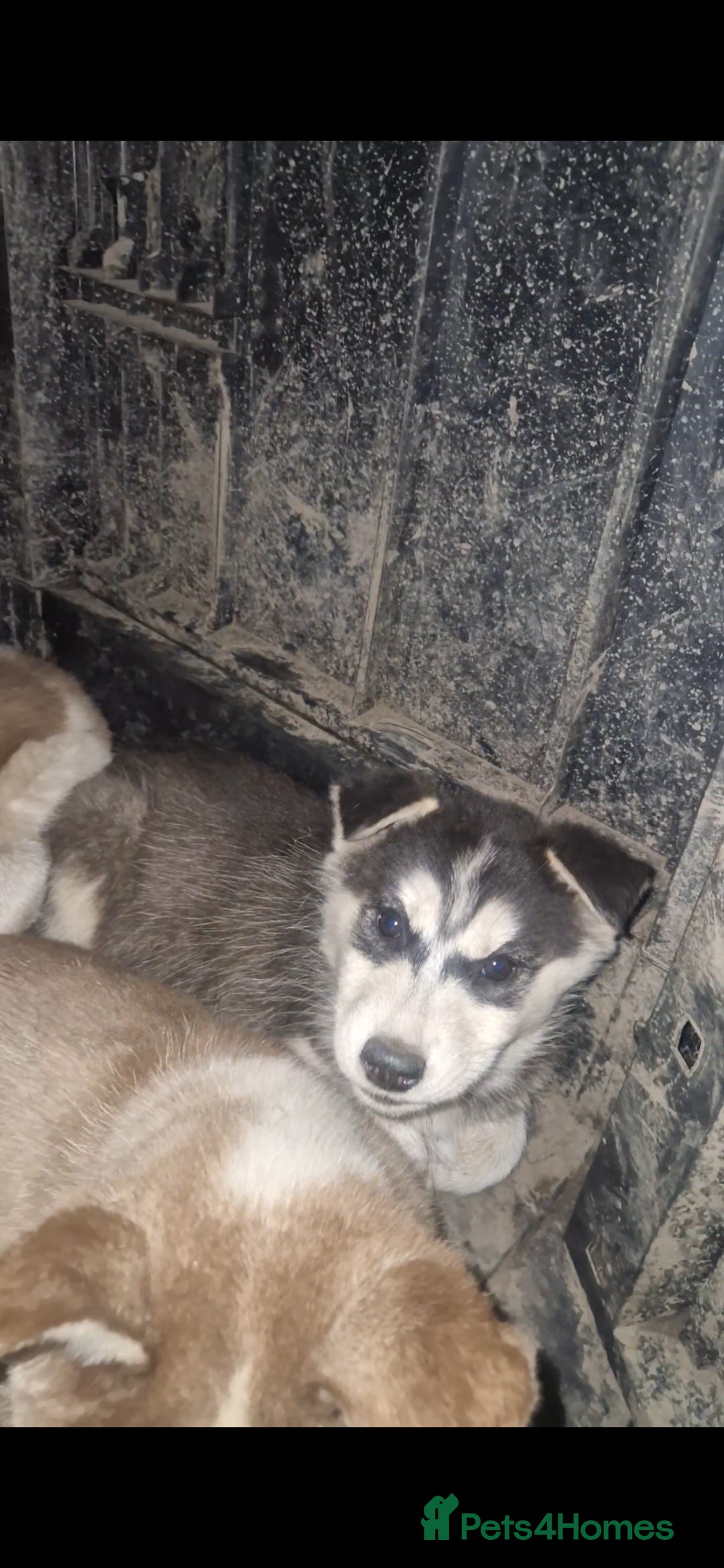Siberian Husky dogs for sale: Husky puppy's  - Advert 17