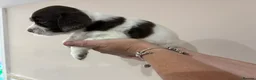 English Springer Spaniel dogs for sale:  KC registered English springer spaniel puppies - Advert 19