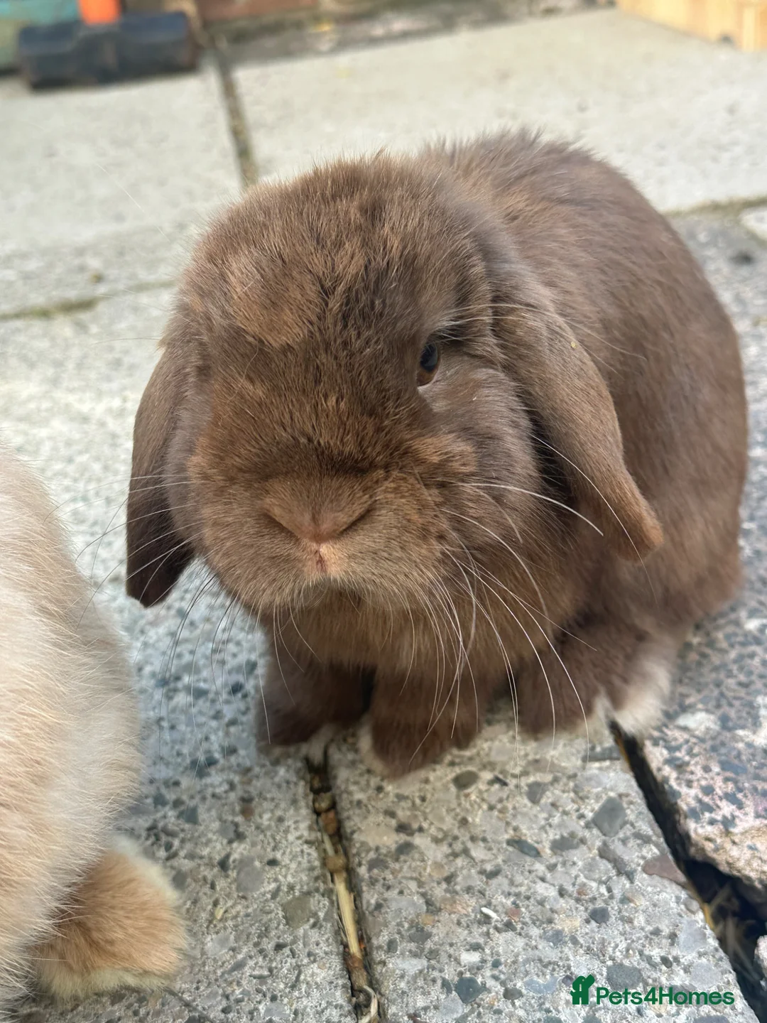 Mini Lop rabbits for sale: Beautiful Chocolate & Beige Mini Lops  - Advert 5